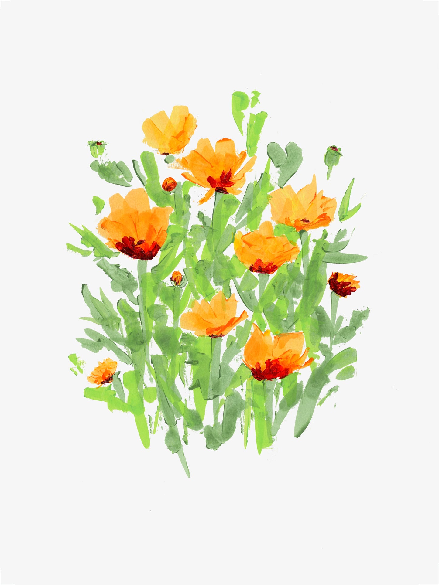 Pot Marigold